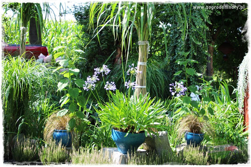 Kwiaty cebulowe sadzone wiosną 43