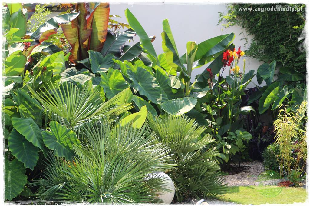 Kwiaty cebulowe sadzone wiosną 44