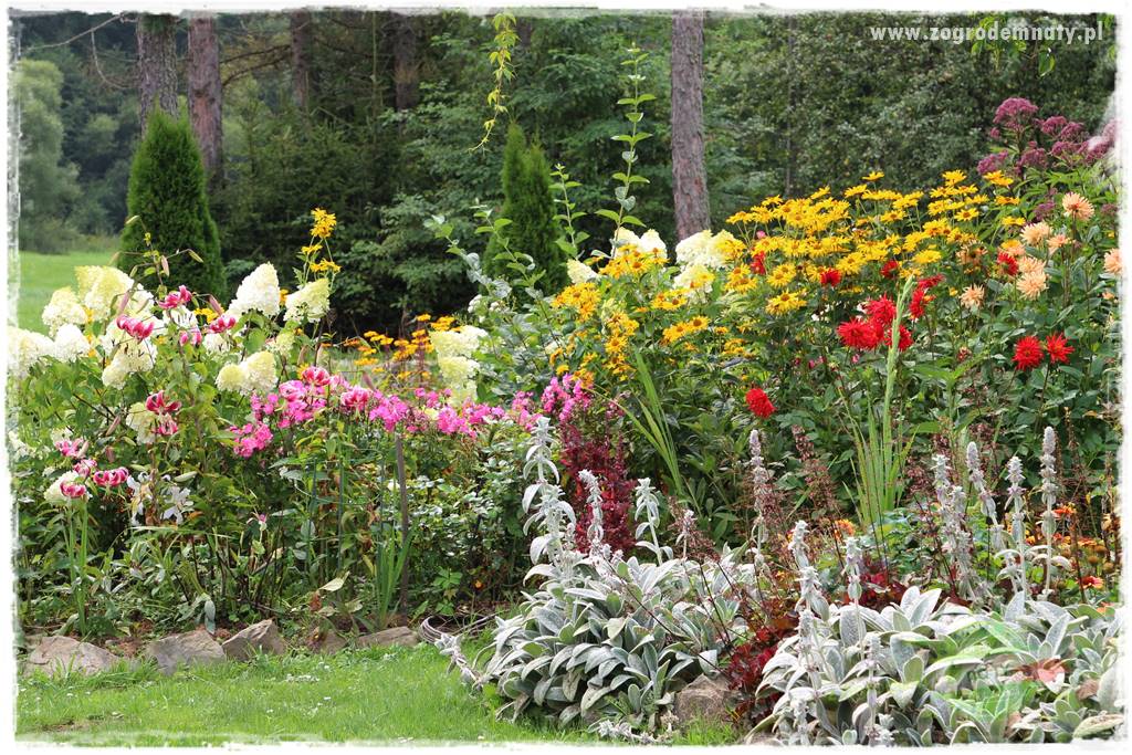 Kwiaty cebulowe sadzone wiosną 6