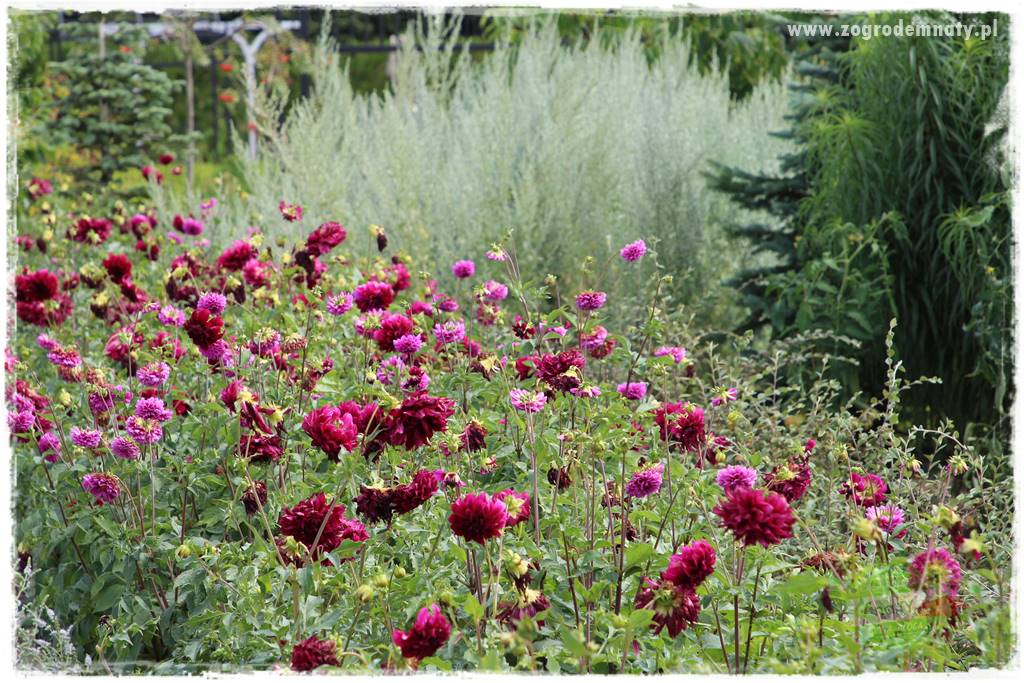 Kwiaty cebulowe sadzone wiosną 7