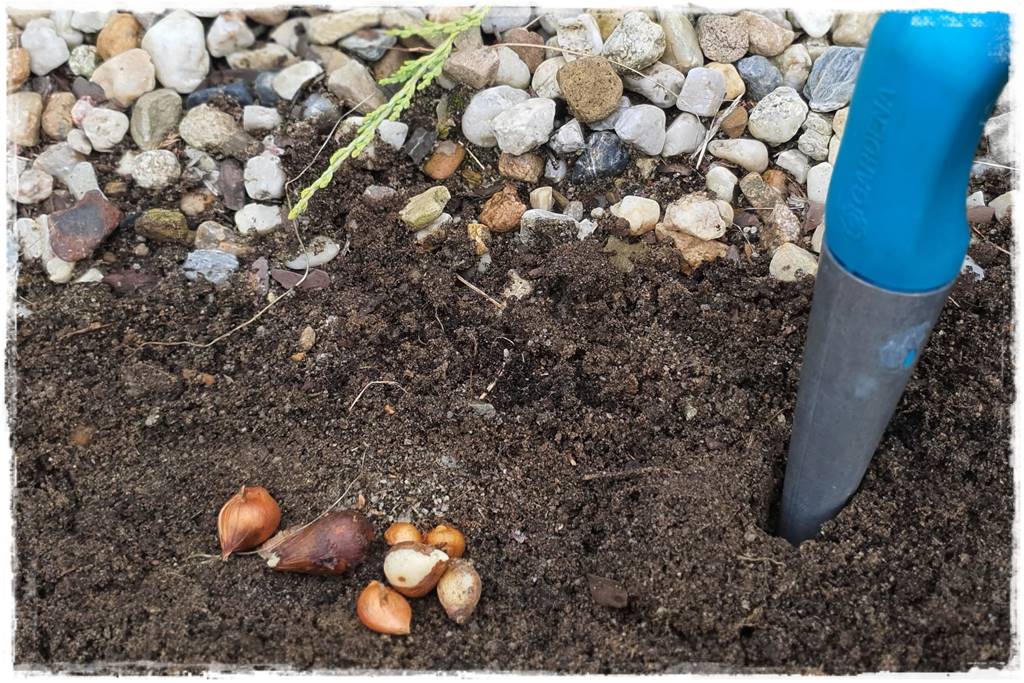 Kwiaty cebulowe sadzone wiosną 8