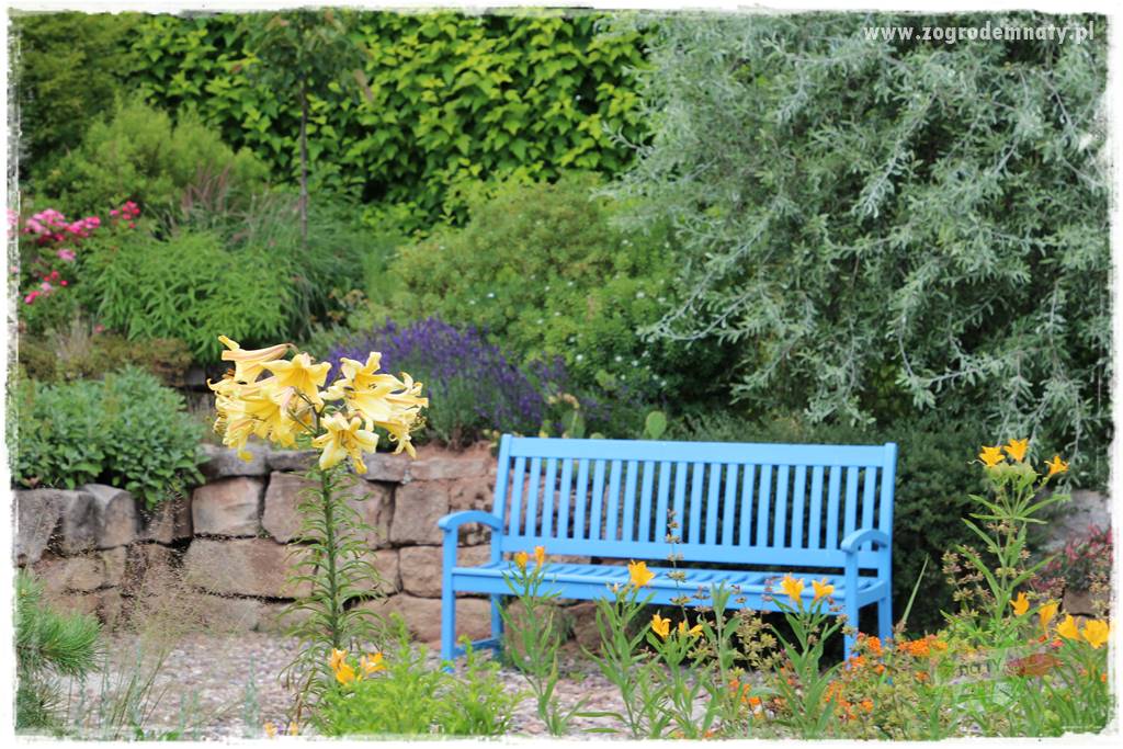 Kwiaty cebulowe sadzone wiosną 9