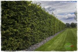 Żywopłot z grabu 1