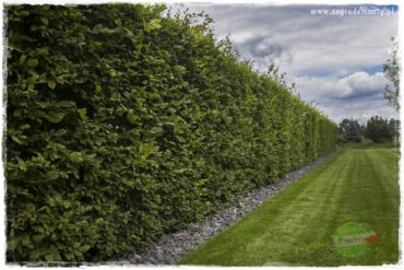 Żywopłot z grabu 1