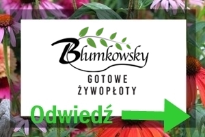 jadalne kwiaty 100 jadalne kwiaty 100