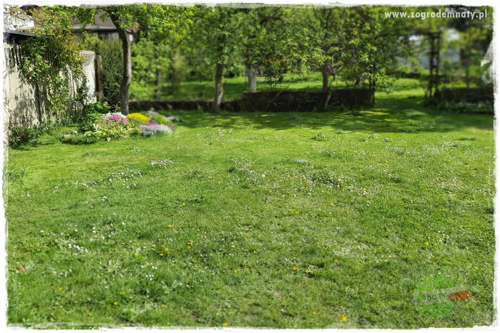 jak załatać dziury w trawniku 16 jak załatać dziury w trawniku 16
