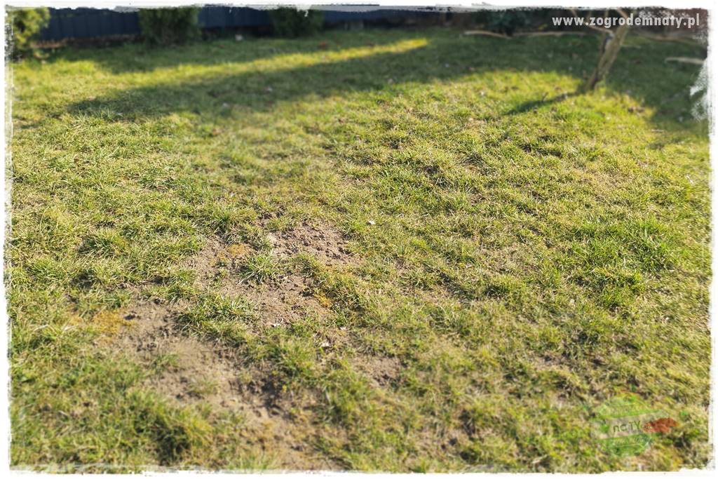jak załatać dziury w trawniku 17 jak załatać dziury w trawniku 17