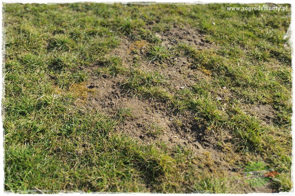 jak załatać dziury w trawniku 18 jak załatać dziury w trawniku 18