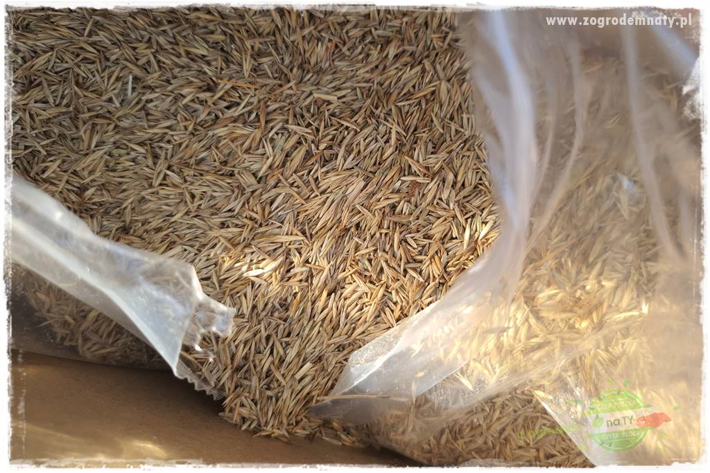 jak załatać dziury w trawniku 22 jak załatać dziury w trawniku 22