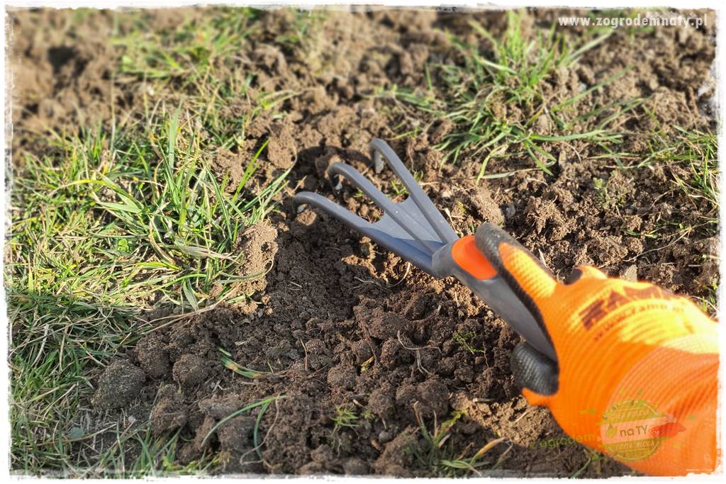 jak załatać dziury w trawniku 25 jak załatać dziury w trawniku 25