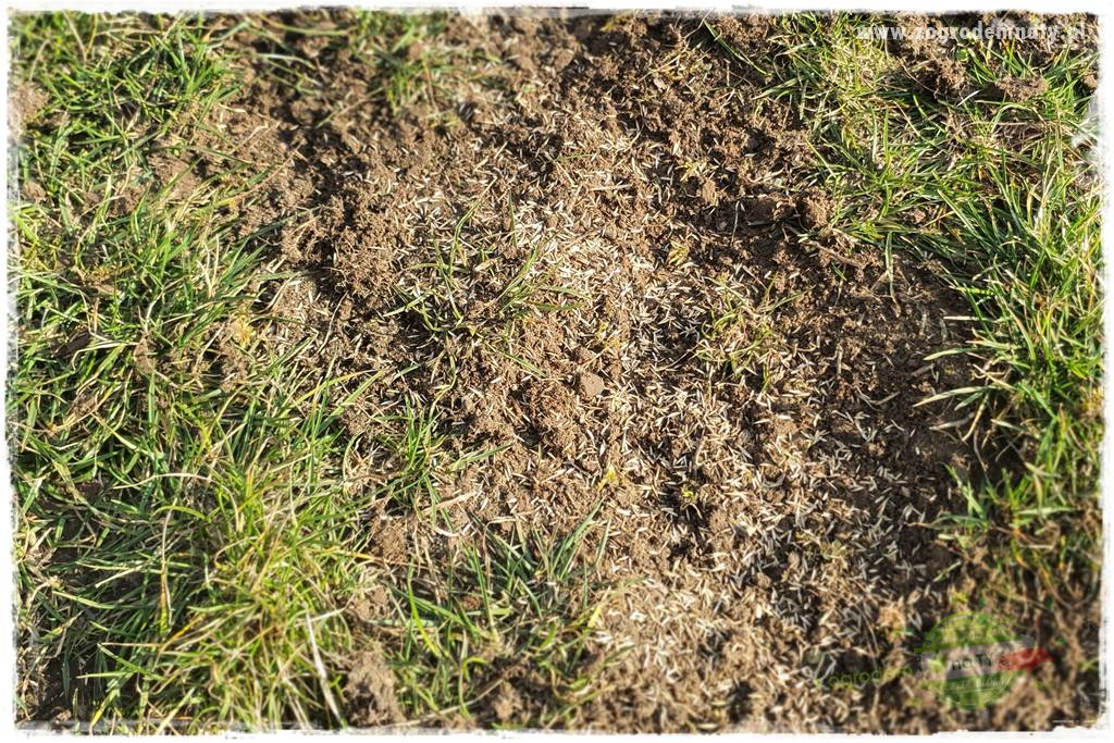 jak załatać dziury w trawniku 28 jak załatać dziury w trawniku 28