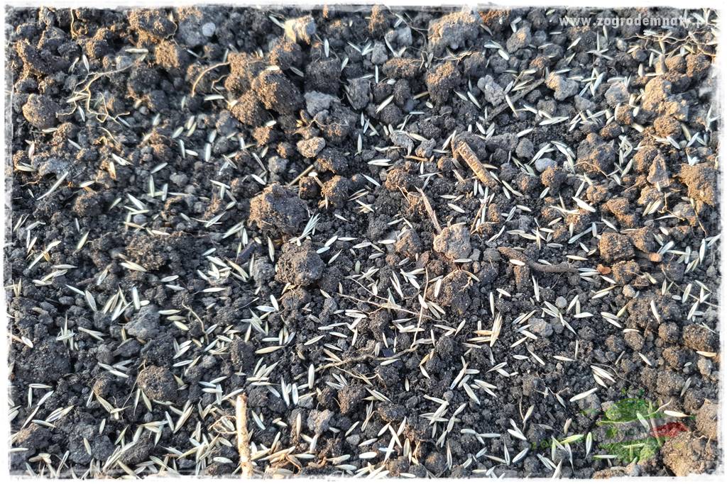 jak załatać dziury w trawniku 29 jak załatać dziury w trawniku 29