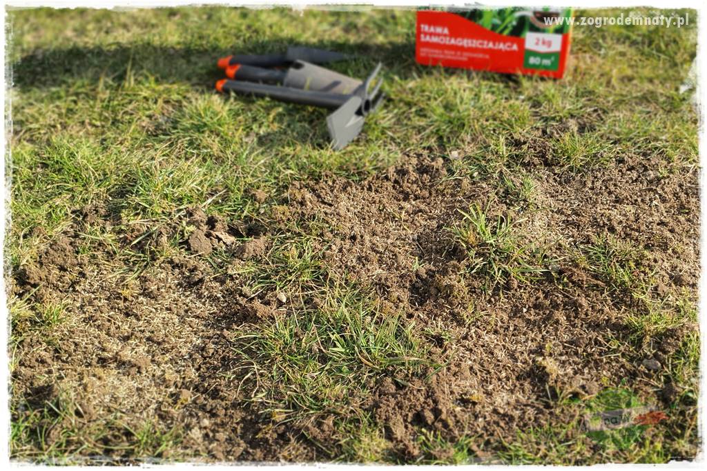jak załatać dziury w trawniku 30 jak załatać dziury w trawniku 30