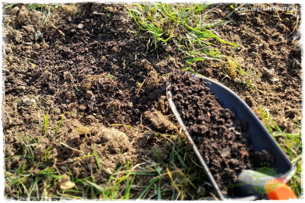 jak załatać dziury w trawniku 31 jak załatać dziury w trawniku 31