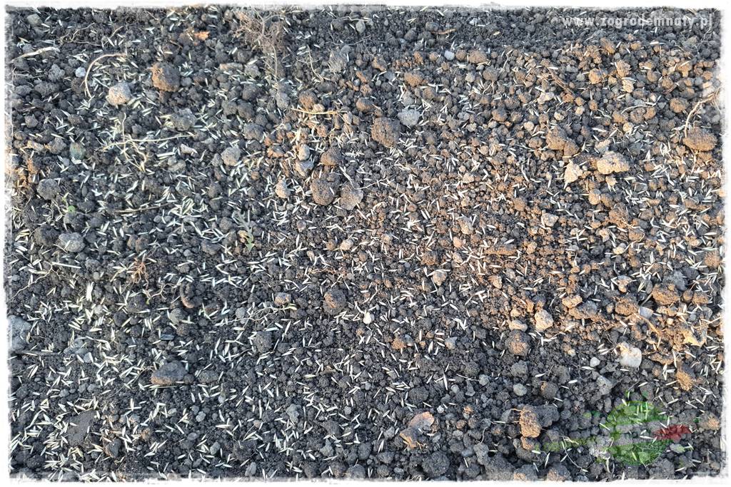 jak załatać dziury w trawniku 34 jak załatać dziury w trawniku 34