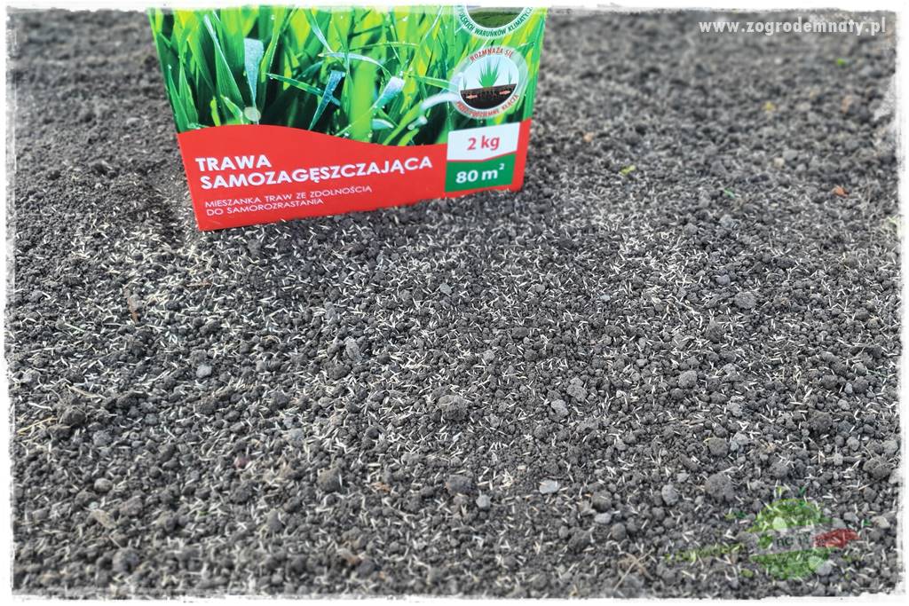 jak załatać dziury w trawniku 35 jak załatać dziury w trawniku 35