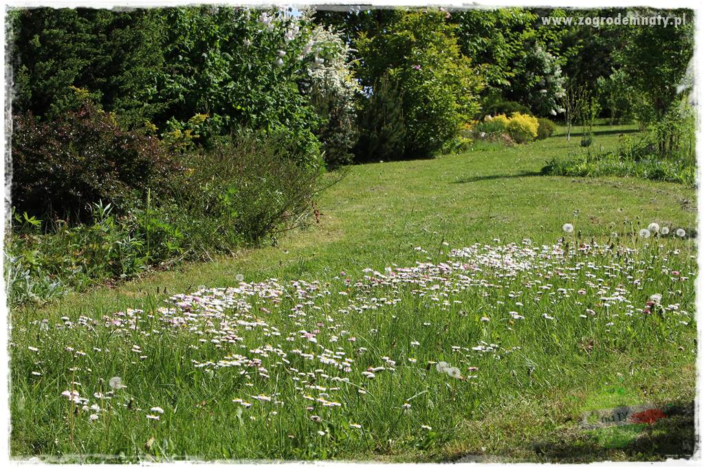 jak załatać dziury w trawniku 4 jak załatać dziury w trawniku 4