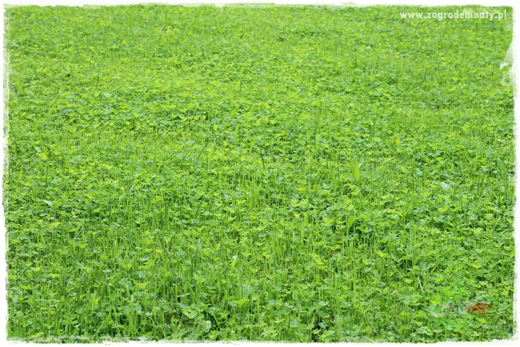 jak załatać dziury w trawniku 5 jak załatać dziury w trawniku 5