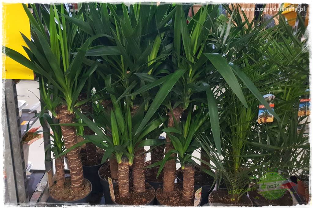 rośliny doniczkowe do domu 17