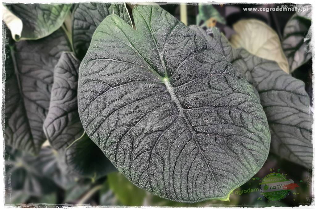 rośliny doniczkowe do domu 27