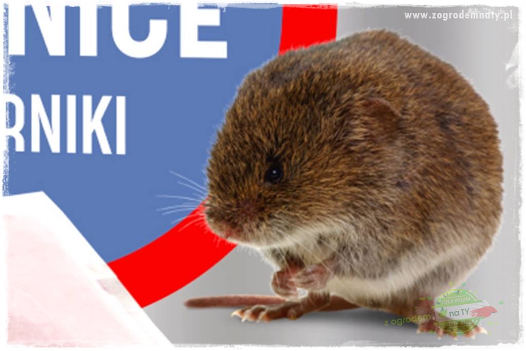 sposób na nornice 1 sposób na nornice 1