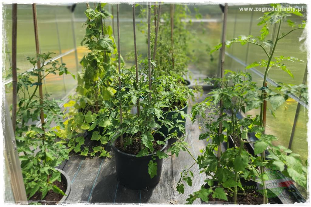 sposób na nornice 13 sposób na nornice 13