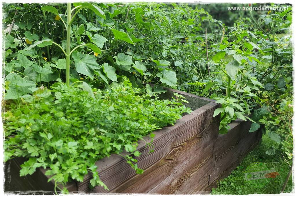 sposób na nornice 13a sposób na nornice 13a