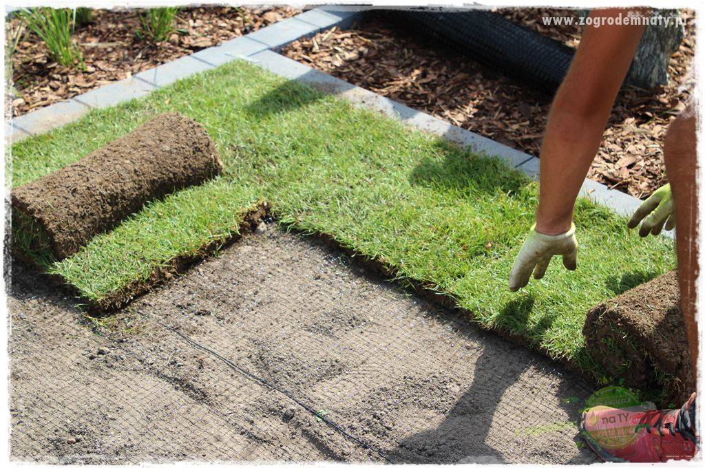 sposób na nornice 14 sposób na nornice 14