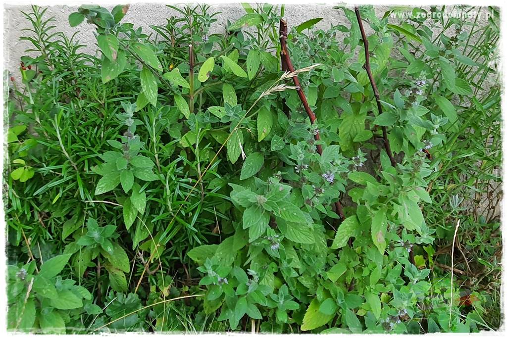 sposób na nornice 15