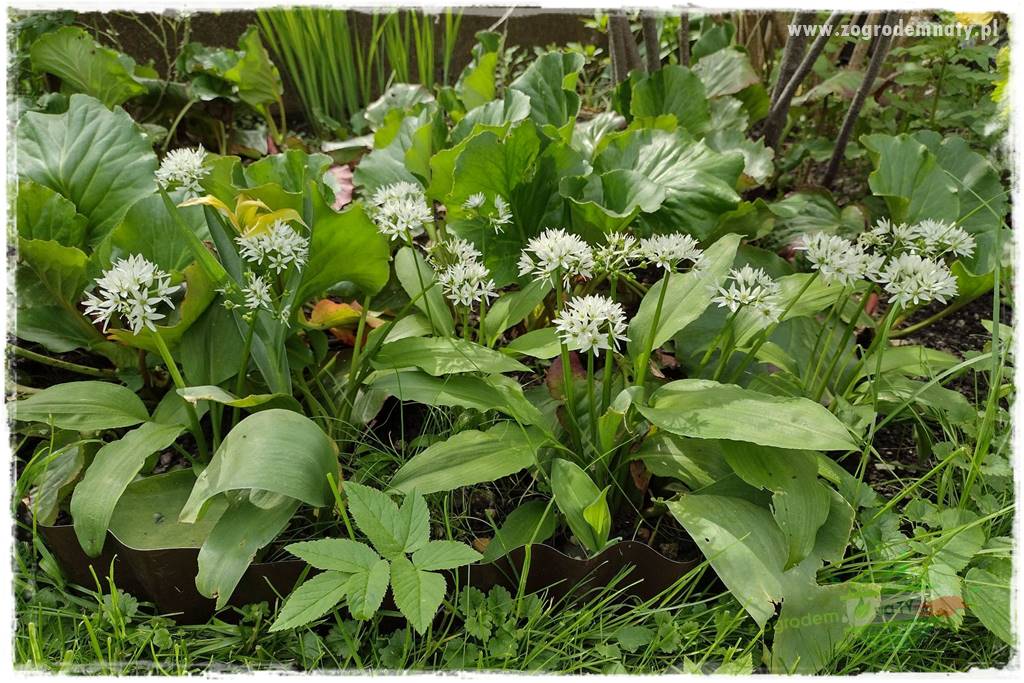 sposób na nornice 16