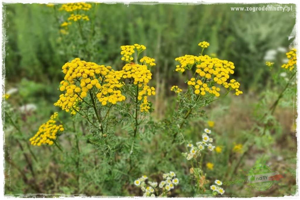 sposób na nornice 18