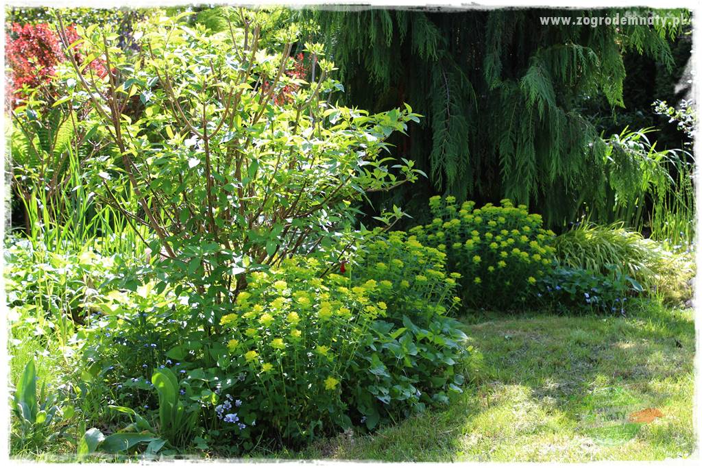 sposób na nornice 19