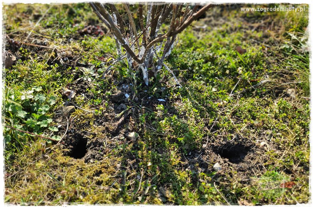 sposób na nornice 2 sposób na nornice 2