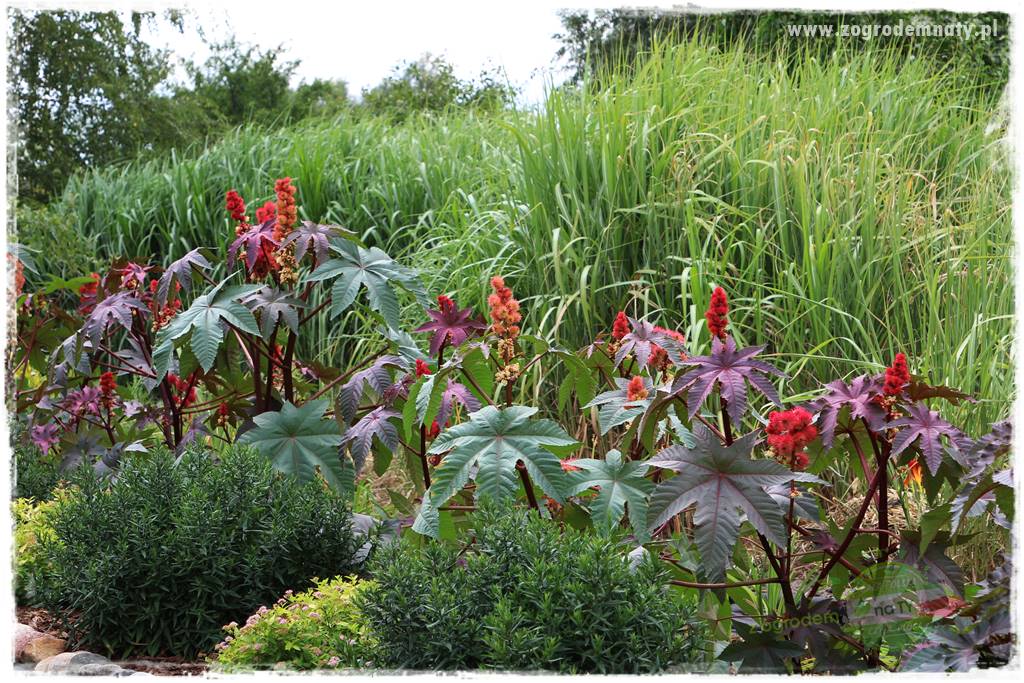 sposób na nornice 20