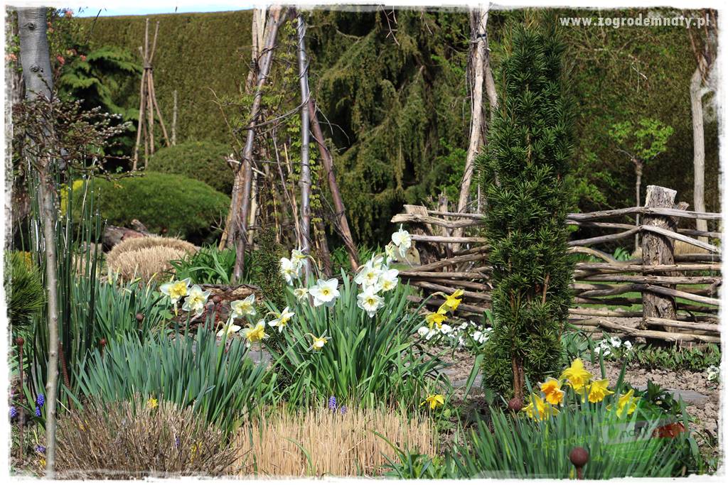 sposób na nornice 22