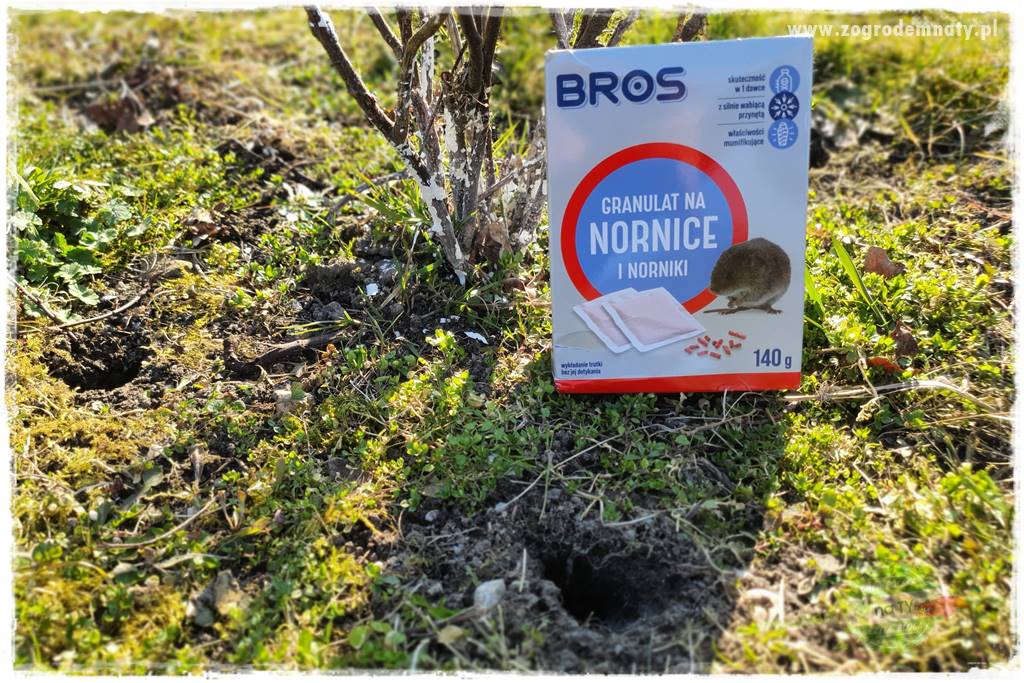 sposób na nornice 24