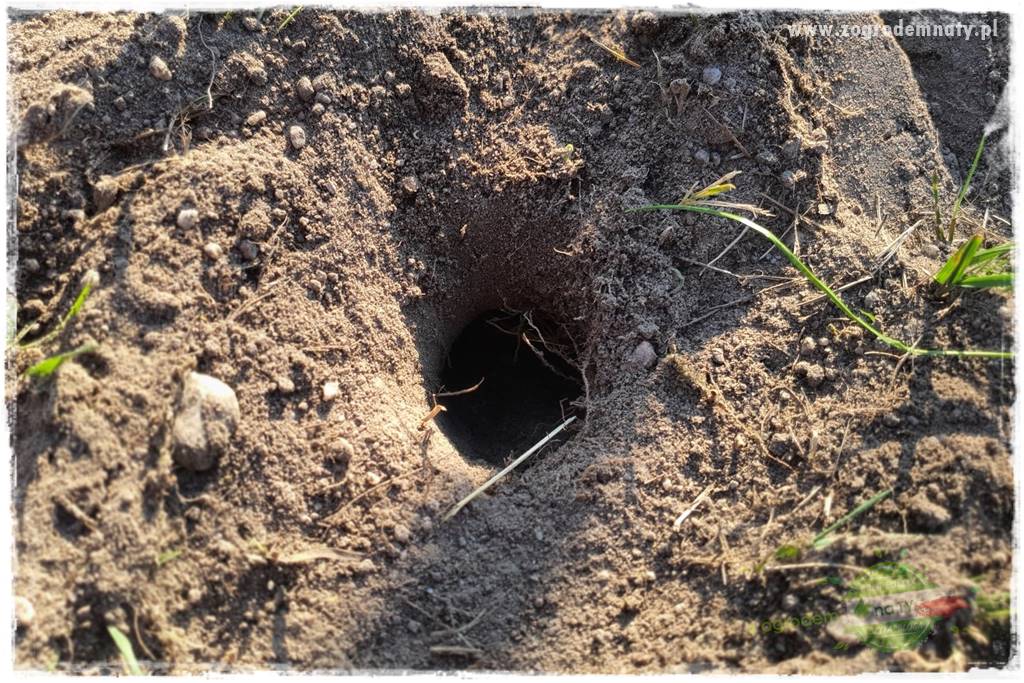 sposób na nornice 3