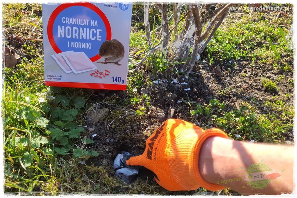 sposób na nornice 31 sposób na nornice 31