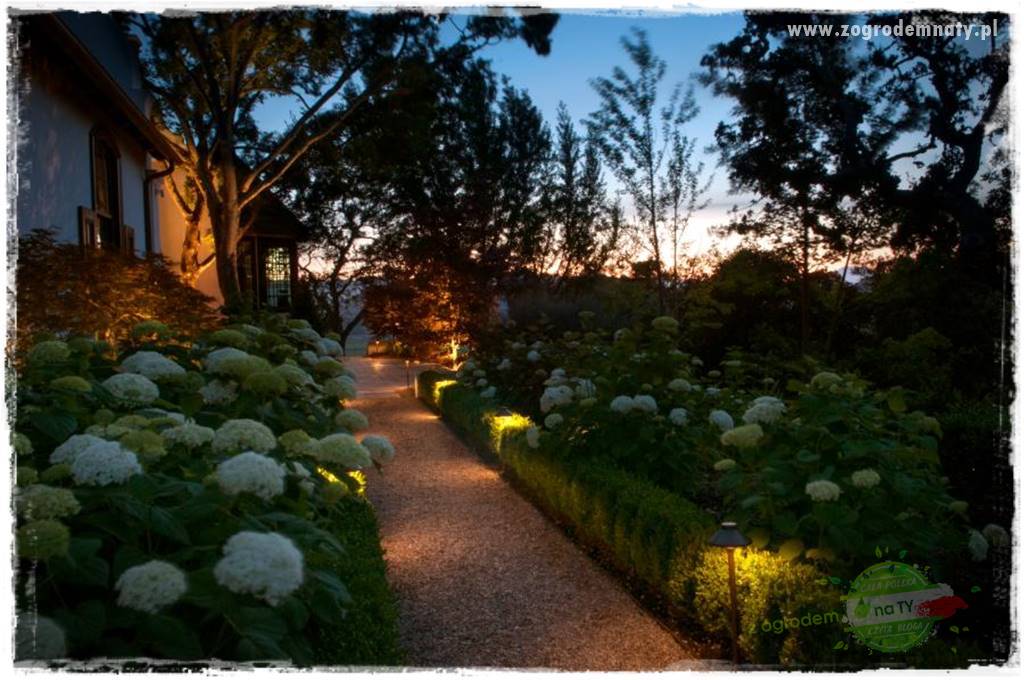 sposób na nornice 4