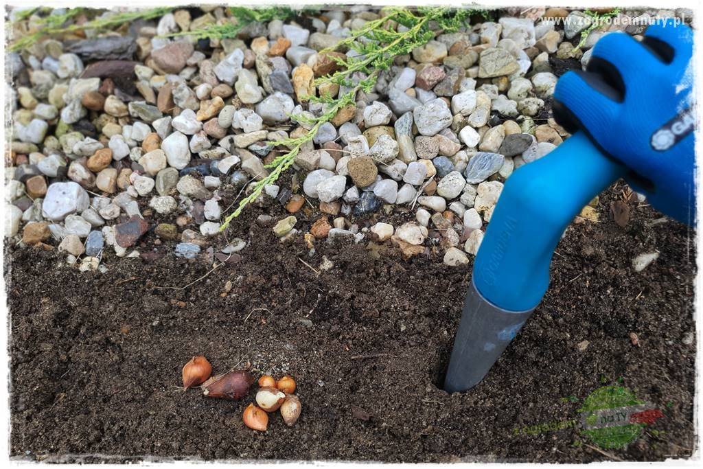 sposób na nornice 7