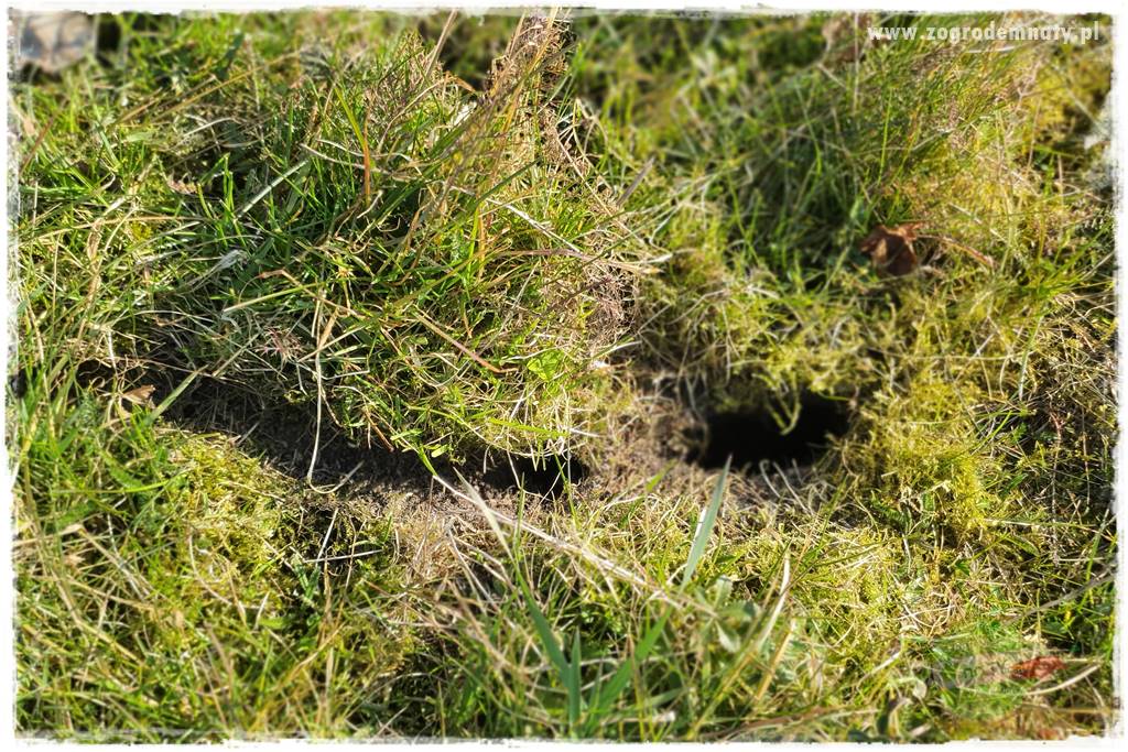 sposób na nornice 8