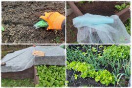 wiosenny siew pod włókniną 0