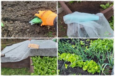 wiosenny siew pod włókniną 0