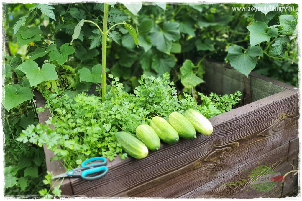 wiosenny siew pod włókniną 10