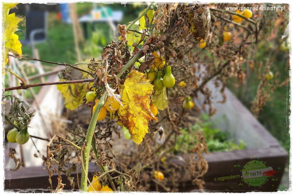 wiosenny siew pod włókniną 11