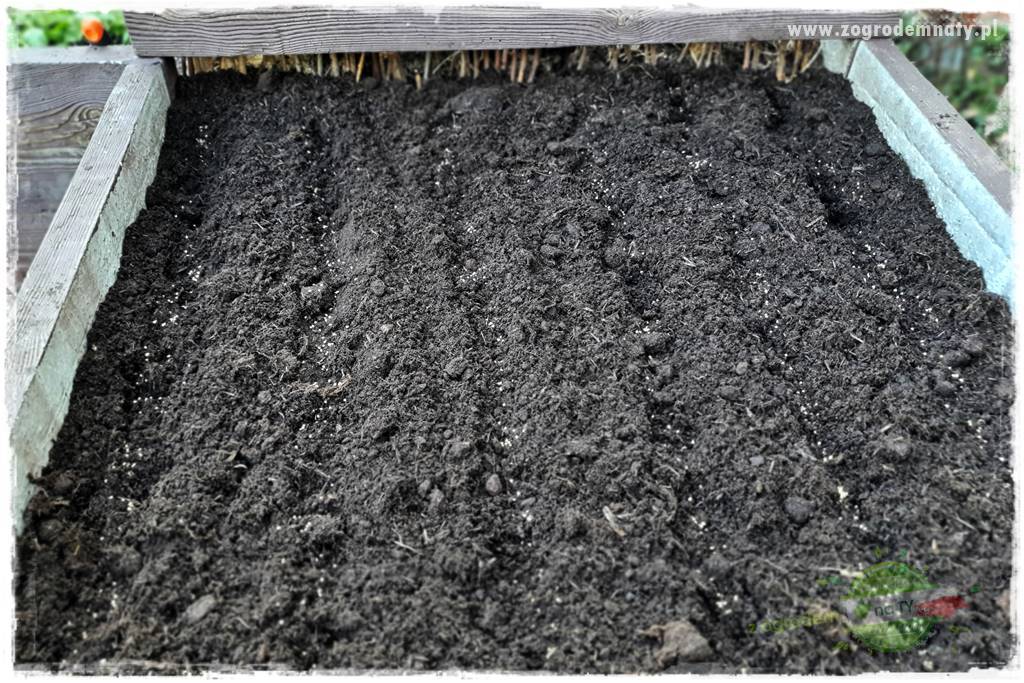 wiosenny siew pod włókniną 14