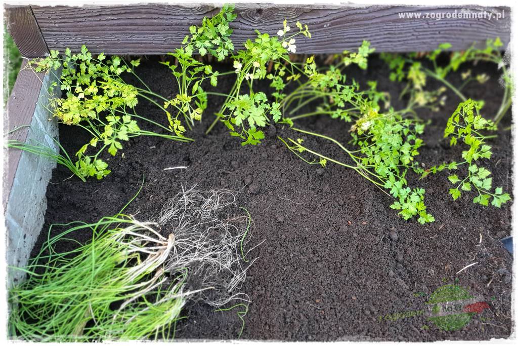 wiosenny siew pod włókniną 15