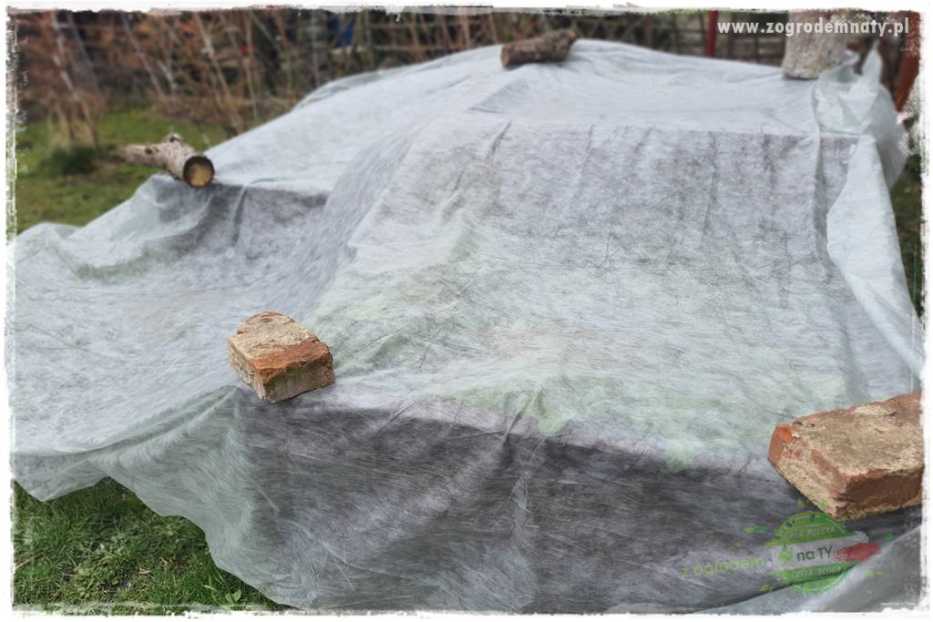 wiosenny siew pod włókniną 17