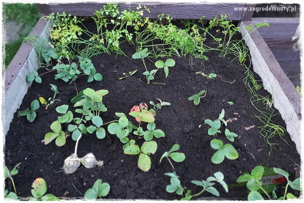 wiosenny siew pod włókniną 18