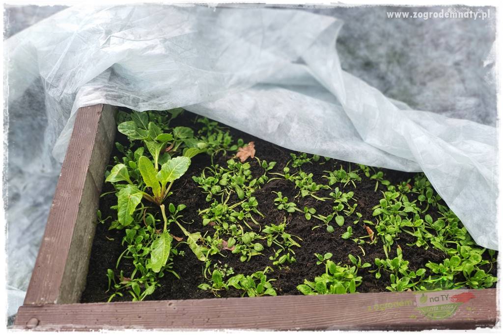 wiosenny siew pod włókniną 19